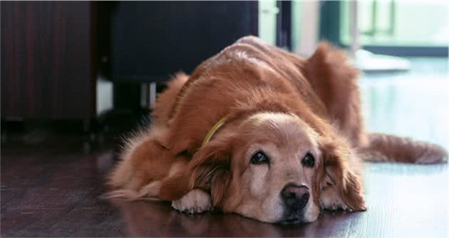 宠物行为学：宠物犬为何看到同伴，会一言不合就上前＂打架＂