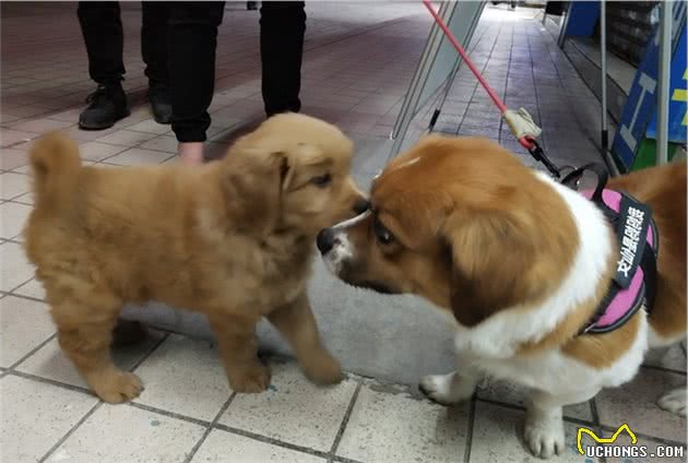 宠物行为学：宠物犬为何看到同伴，会一言不合就上前＂打架＂
