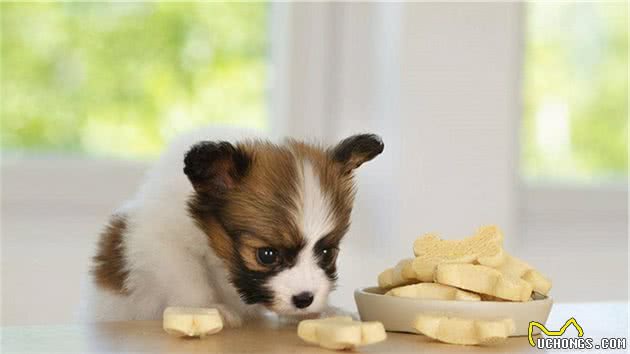 狗狗宁愿饿肚子也不吃狗粮，宠主怎么办？