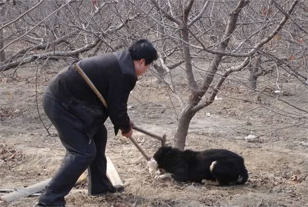 细解狗子忠诚,你会发现它们的忠诚并不是唯一,希望你得到其死忠