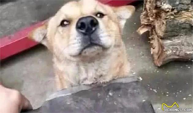 细解狗子忠诚,你会发现它们的忠诚并不是唯一,希望你得到其死忠