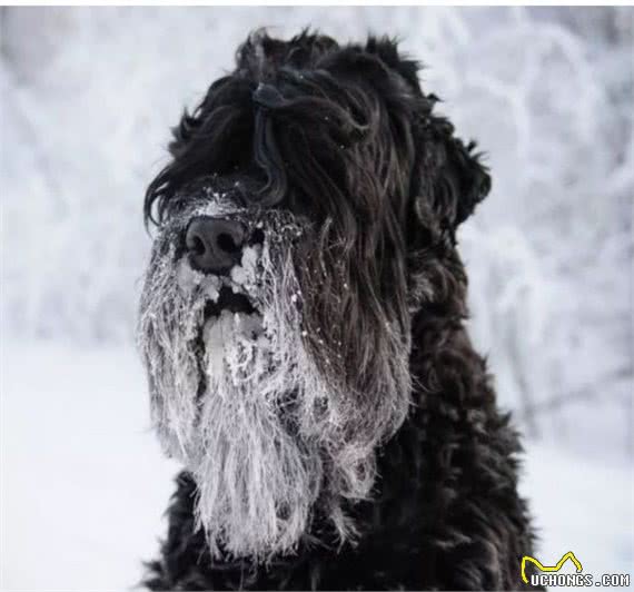 俄罗斯名犬，黑猎狗（斯大林猎狗），狗中贵族黑玫瑰