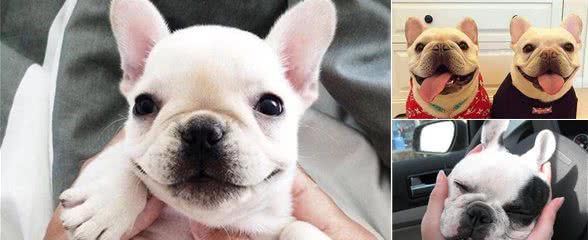 法国斗牛犬的几个小秘密，宠主不一定都知道，知道后更想养它了！