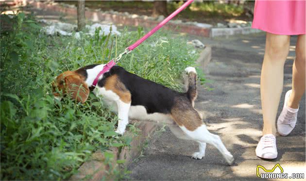 潜藏在蜱虫身上的“暗影”：犬巴贝斯虫的危害远比蜱虫要大得多