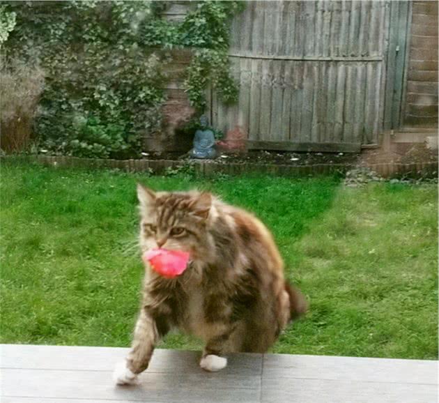 猫咪也会护主吗？这5点是猫咪忠诚的表现