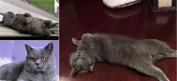 英国短毛猫在用“睡姿”悄悄告诉你，它爱你，看懂了吗？