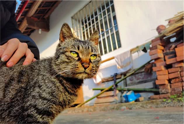 在国内很常见、在国外地位不输品种猫的狸花猫，真香