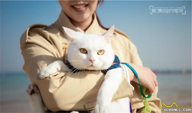 养猫知识分享：如何在买猫时判断猫咪是否健康？观察哪些方面？