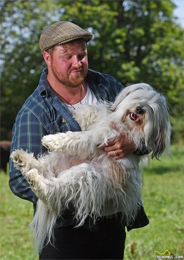 生来是牧羊犬却完全不会放羊，狗狗被羊当成同胞，玩得超开心