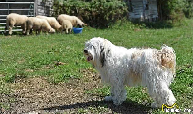 生来是牧羊犬却完全不会放羊，狗狗被羊当成同胞，玩得超开心