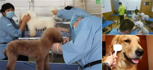 如何在家梳理你的爱犬？