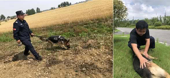 田千鹤：一名出色的追踪犬训导员