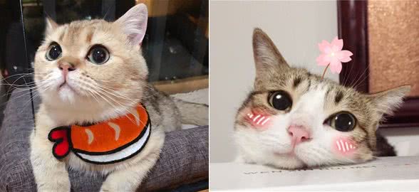 “土猫”与“宠物猫”之间，有什么区别？