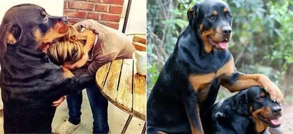 不喜欢“罗威纳犬”？那是因为你还不知道养它的好处