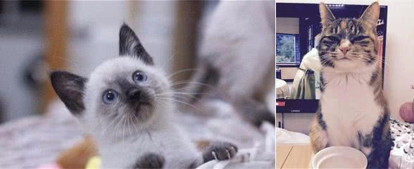 小白最适合养哪种猫？