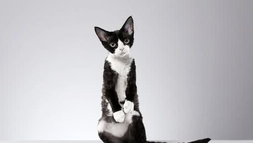 你知道这种猫吗，被称为猫界卷毛狗？