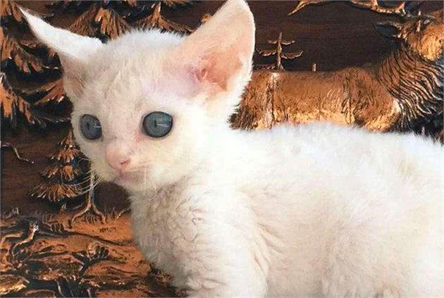 你知道这种猫吗，被称为猫界卷毛狗？