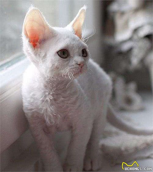 你知道这种猫吗，被称为猫界卷毛狗？