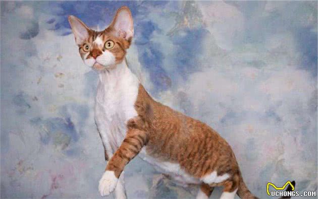 你知道这种猫吗，被称为猫界卷毛狗？
