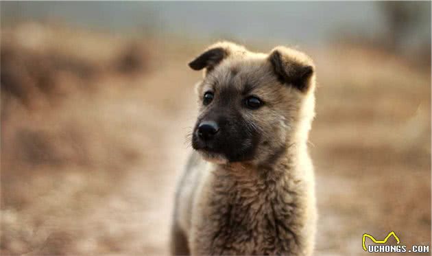 聊聊：什么原因让中华田园犬沦落至此？外国犬种真的比本土强吗？