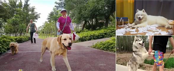 天天带狗遛弯，你知道狗狗一天要遛几次吗？