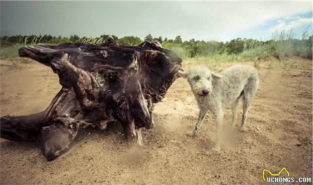 巨型贵宾犬的双胞胎，贝灵顿梗，其实头这么扁应该能分出来