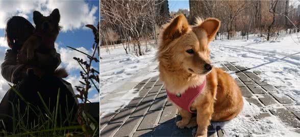 养一只狗狗需要做好哪些准备？