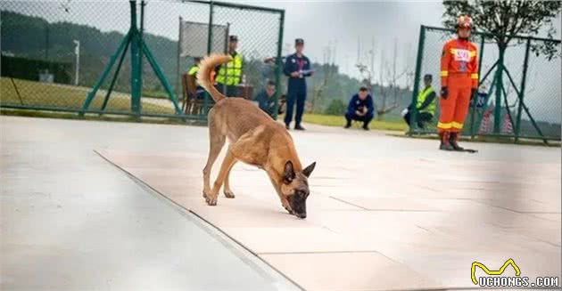 带你了解神奇的“血迹搜救犬”