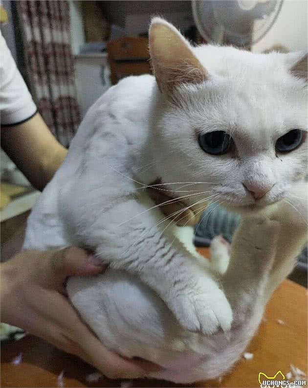 详解宠物猫和田园猫的性格特点