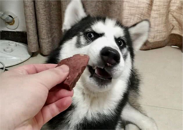 这几种食物，狗狗看到都会流口水，它们很喜欢吃