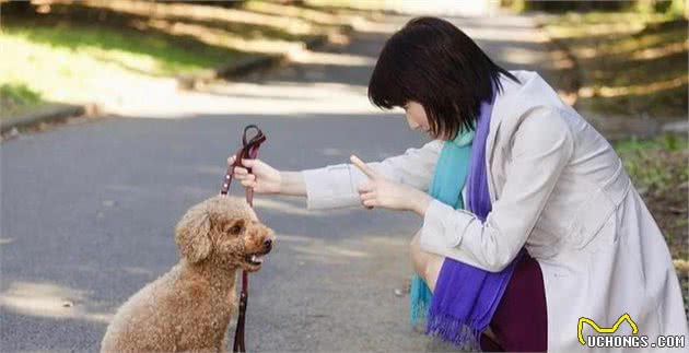 贵宾犬的优点和缺点：体型毛色选择多，玩具贵宾犬还很容易养