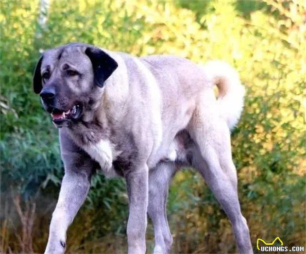 坎高犬，国宝级大型犬，不仅有着威猛之气，还有着高的颜值