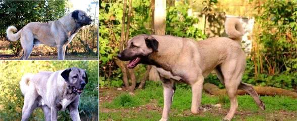 坎高犬，国宝级大型犬，不仅有着威猛之气，还有着高的颜值