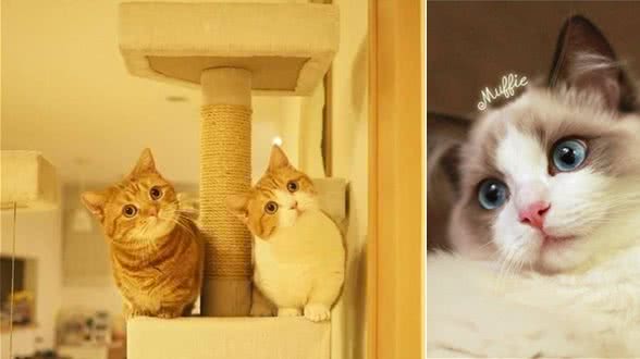女孩子最喜欢这些有颜值的猫，苏格兰折耳猫受欢迎度真的高