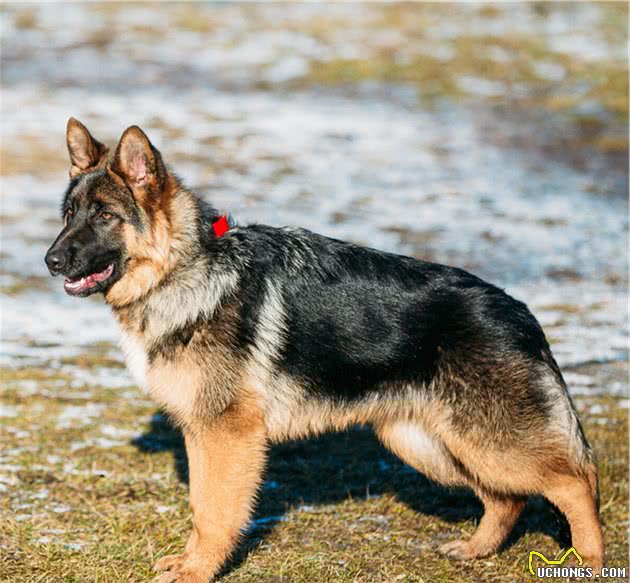 德国牧羊犬优点不少，看完之后，你想养一只吗？