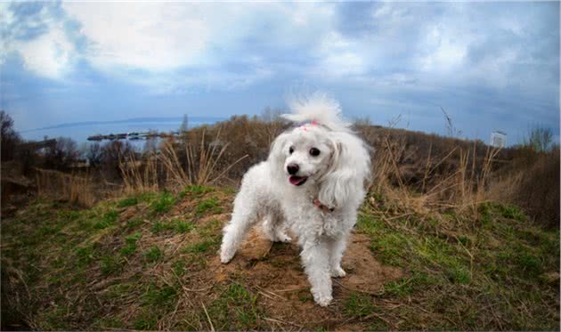 “巨型贵宾犬”价格是多少？影响价格的因素主要有这5个