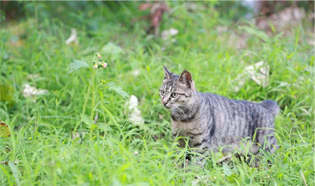 狸花猫不幸与猫妈妈走散，独自流浪长大，遇到橘猫后喵生从此改变