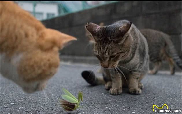 狸花猫不幸与猫妈妈走散，独自流浪长大，遇到橘猫后喵生从此改变