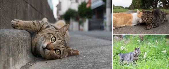 狸花猫不幸与猫妈妈走散，独自流浪长大，遇到橘猫后喵生从此改变