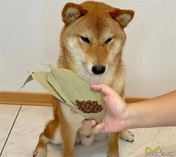 在柴犬眼中，“咬”主人的手脚，有这些含义