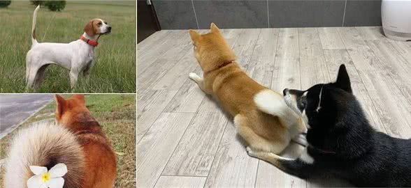 狗狗的心情全写在了尾巴上，读懂这些尾巴状态，和狗更亲近