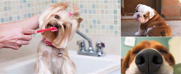 狗狗健不健康，就看这7个地方！不用老跑医院