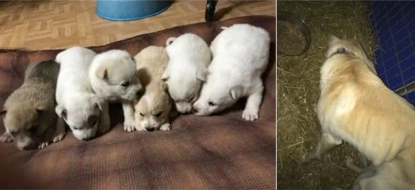 雪堆里发现1只土狗，用身体保护着6只小奶狗，走近后忍不住心疼