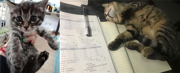 25元买的小狸猫，因不是品种猫屡遭嫌弃，土猫真就这么低贱吗？