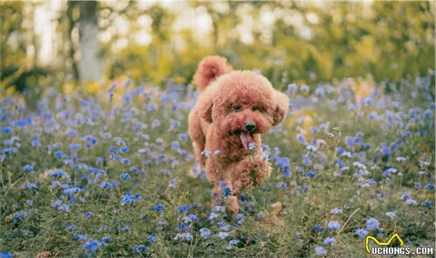 当初因为这7点，我选择了饲养泰迪犬