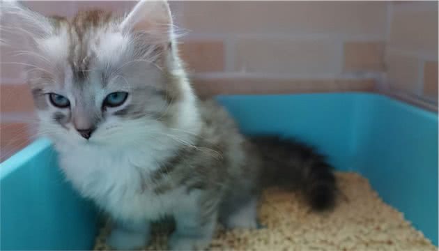 生物学系教授RobDunn：猫狗的粪便有用！可补足有益细菌