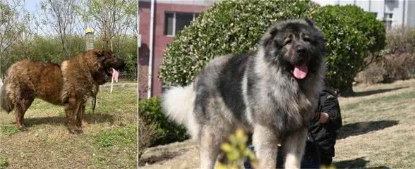 高加索犬的饲养方法简单吗？列兵护卫：做到这几点就好