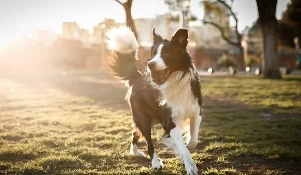 最容易训练的六大犬种，蝴蝶犬位列榜单第三