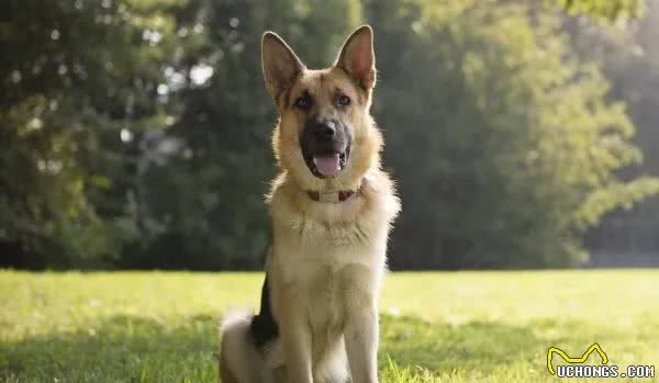 最容易训练的六大犬种，蝴蝶犬位列榜单第三