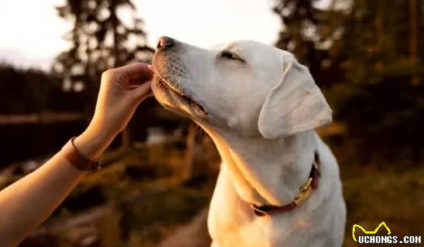 最容易训练的六大犬种，蝴蝶犬位列榜单第三